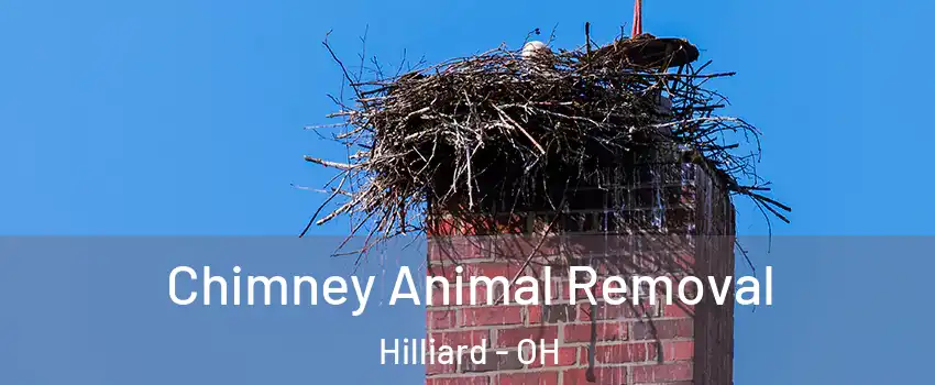  Chimney Animal Removal Hilliard - OH