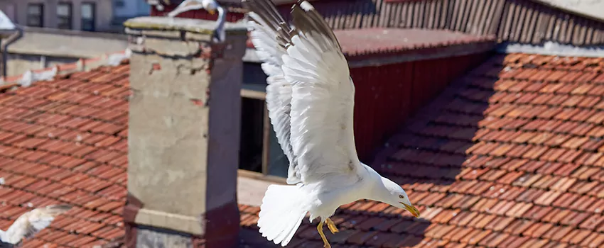 Residential Chimney Animal Removal Solution in Hilliard, OH